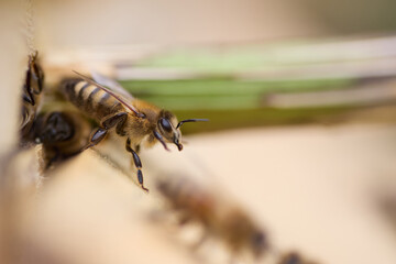 honey bee close up 