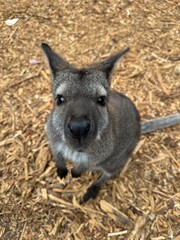 Wallaby