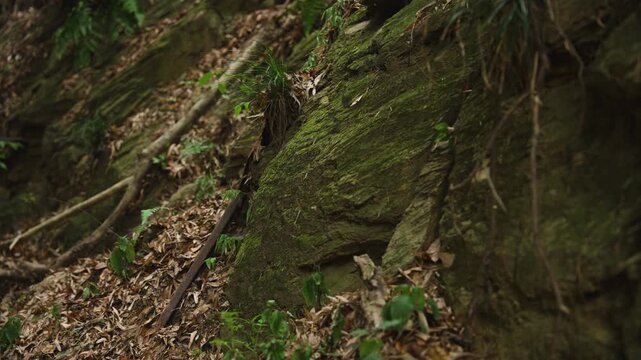 熊野古道・紀伊路「矢田峠(やたとうげ)」和歌山県和歌山市 ⑩Kumano Kodo Kiiji Route &ndash; Yata Pass in Wakayama City, Wakayama Prefecture #10