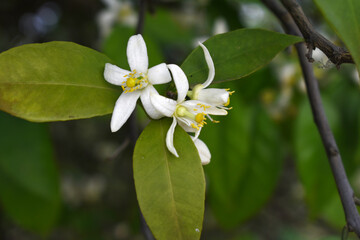 Blossoming orange tree flowers, orange blossoms, Spring harvest, closeup of Orange tree branches with flowers and leaves, buds and leaves, white little flower closeup, Chakwal, Punjab, Pakistan