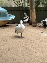 pelicans on the beach