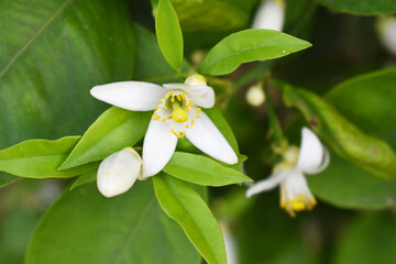 Fototapeta premium Blossoming orange tree flowers, orange blossoms, Spring harvest, closeup of Orange tree branches with flowers and leaves, buds and leaves, white little flower closeup, Chakwal, Punjab, Pakistan