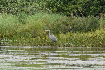 Marais Kingsbury 23 Août 2025