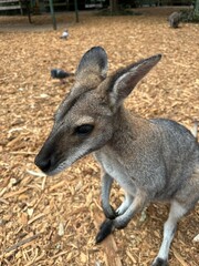 Wallaby