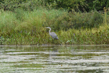 Marais Kingsbury 23 Août 2025