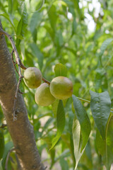 Fresh young unripe nectarine fruits on a tree branch with leaves closeup, A bunch of unripe nectarine on a branch, beautiful delicious fruit nectarine on the tree, nectarine fruits growing on a tree