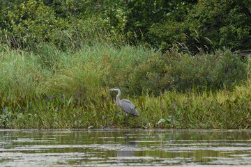 Marais Kingsbury 23 Août 2025