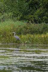 Marais Kingsbury 23 Août 2025