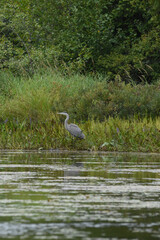 Marais Kingsbury 23 Août 2025