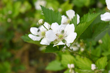 Blackberry flowers blooming in the garden, Beautiful in spring bloom garden. Blackberry bush with white flowers, Blossoming blackberry bush and bee, sunny spring day, Chakwal, Punjab, Pakistan
