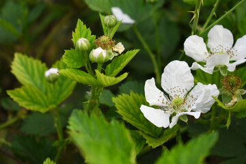 Blackberry flowers blooming in the garden, Beautiful in spring bloom garden. Blackberry bush with white flowers, Blossoming blackberry bush and bee, sunny spring day, Chakwal, Punjab, Pakistan