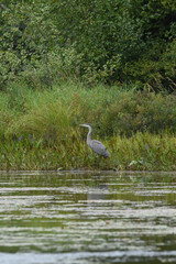 Marais Kingsbury 23 Août 2025