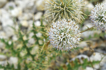 Echinops sphaerocephalus, Echinops sphaerocephalus known as Great Globe Thistle or Pale Globe Thistle, A summer plant in the wild in a meadow, Wild flower with thorns and spines bloomed