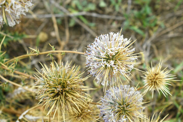 Echinops sphaerocephalus, Echinops sphaerocephalus known as Great Globe Thistle or Pale Globe Thistle, A summer plant in the wild in a meadow, Wild flower with thorns and spines bloomed