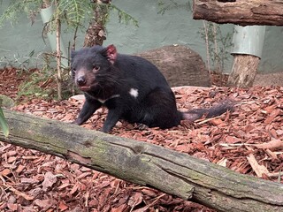 Tasmanian Devil