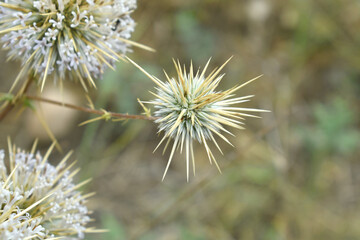 Echinops sphaerocephalus, Echinops sphaerocephalus known as Great Globe Thistle or Pale Globe Thistle, A summer plant in the wild in a meadow, Wild flower with thorns and spines bloomed