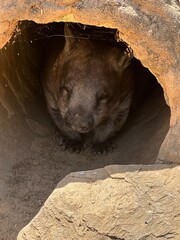 Wombat in log