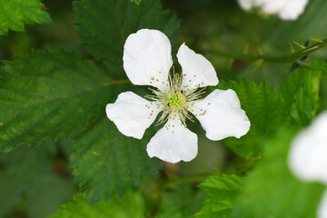 Blackberry flowers blooming in the garden, Beautiful in spring bloom garden. Blackberry bush with white flowers, Blossoming blackberry bush and bee, sunny spring day, Chakwal, Punjab, Pakistan