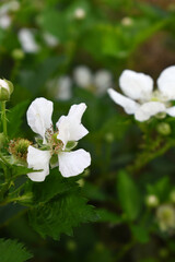 Blackberry flowers blooming in the garden, Beautiful in spring bloom garden. Blackberry bush with white flowers, Blossoming blackberry bush and bee, sunny spring day, Chakwal, Punjab, Pakistan