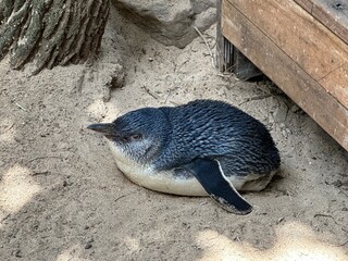 Fairy Penguin