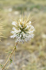 Echinops sphaerocephalus, Echinops sphaerocephalus known as Great Globe Thistle or Pale Globe Thistle, A summer plant in the wild in a meadow, Wild flower with thorns and spines bloomed