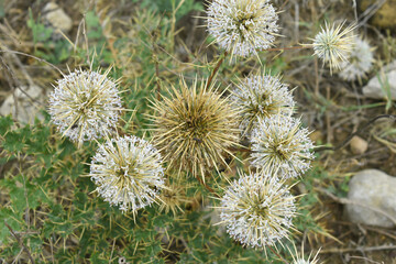 Echinops sphaerocephalus, Echinops sphaerocephalus known as Great Globe Thistle or Pale Globe Thistle, A summer plant in the wild in a meadow, Wild flower with thorns and spines bloomed