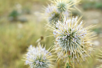 Echinops sphaerocephalus, Echinops sphaerocephalus known as Great Globe Thistle or Pale Globe Thistle, A summer plant in the wild in a meadow, Wild flower with thorns and spines bloomed