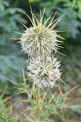 Echinops sphaerocephalus, Echinops sphaerocephalus known as Great Globe Thistle or Pale Globe Thistle, A summer plant in the wild in a meadow, Wild flower with thorns and spines bloomed