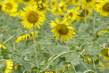 Fototapeta premium Closeup of a sunflower growing in a field of sunflowers during a nice sunny summer day, Sunflower natural background. flower blooming, Beautiful field of blooming sunflowers, Chakwal, Punjab, Pakistan