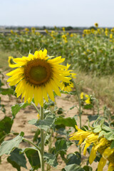 Obraz premium Closeup of a sunflower growing in a field of sunflowers during a nice sunny summer day, Sunflower natural background. flower blooming, Beautiful field of blooming sunflowers, Chakwal, Punjab, Pakistan