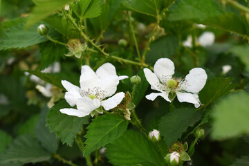 Blackberry flowers blooming in the garden, Beautiful in spring bloom garden. Blackberry bush with white flowers, Blossoming blackberry bush and bee, sunny spring day, Chakwal, Punjab, Pakistan