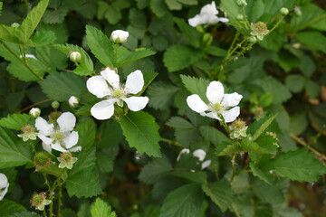 Blackberry flowers blooming in the garden, Beautiful in spring bloom garden. Blackberry bush with white flowers, Blossoming blackberry bush and bee, sunny spring day, Chakwal, Punjab, Pakistan