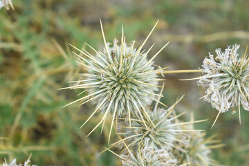 Echinops sphaerocephalus, Echinops sphaerocephalus known as Great Globe Thistle or Pale Globe Thistle, A summer plant in the wild in a meadow, Wild flower with thorns and spines bloomed