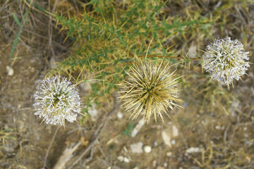 Echinops sphaerocephalus, Echinops sphaerocephalus known as Great Globe Thistle or Pale Globe Thistle, A summer plant in the wild in a meadow, Wild flower with thorns and spines bloomed