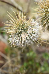 Echinops sphaerocephalus, Echinops sphaerocephalus known as Great Globe Thistle or Pale Globe Thistle, A summer plant in the wild in a meadow, Wild flower with thorns and spines bloomed