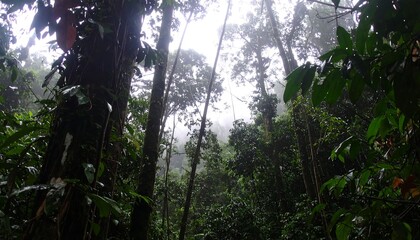 Fototapeta premium Ethereal Light Piercing the Dense, Misty Canopy of a Humid Rainforest.