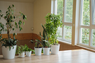Indoor plants stand on the floor instead of fencing on the second floor in a private house. Beautiful potted plants create comfort in apartments. Landscaping of premises. The interior of the house.
