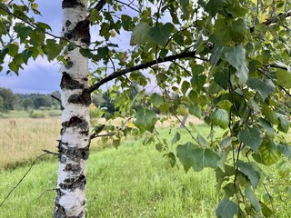 Fototapeta premium White birch trunk with fresh green leaves growing in a sunny meadow landscape