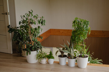 Indoor plants stand on the floor instead of fencing on the second floor in a private house. Beautiful potted plants create comfort in apartments. Landscaping of premises. The interior of the house.