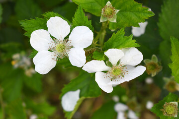 Blackberry flowers blooming in the garden, Beautiful in spring bloom garden. Blackberry bush with white flowers, Blossoming blackberry bush and bee, sunny spring day, Chakwal, Punjab, Pakistan