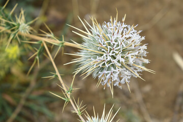 Echinops sphaerocephalus, Echinops sphaerocephalus known as Great Globe Thistle or Pale Globe...