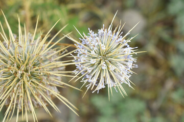 Echinops sphaerocephalus, Echinops sphaerocephalus known as Great Globe Thistle or Pale Globe Thistle, A summer plant in the wild in a meadow, Wild flower with thorns and spines bloomed