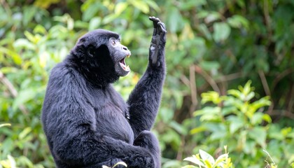 Obraz premium A black monkey with outstretched arm, mouth agape, in a lush, green forest setting.