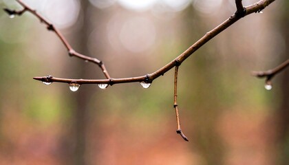Reflective Worlds in Raindrops on a Bare Branch with Soft Bokeh