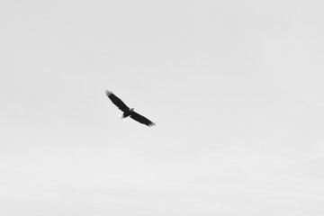 Marais Kingsbury 23 Août 2025 N&B