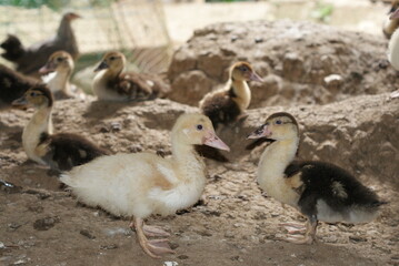 family of ducks
