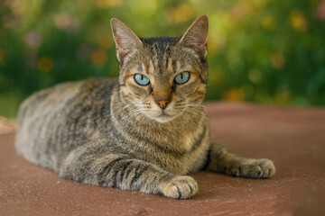 Naklejka premium AI-Generated Image of a tabby cat with striking blue eyes lying on a stone surface.