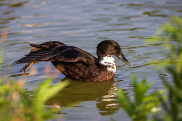 Dzika kaczka © aura139