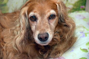 A close-up of the muzzle of a dog with long, wavy red hair. The animal has expressive brown eyes, in which one can read softness and devotion.  