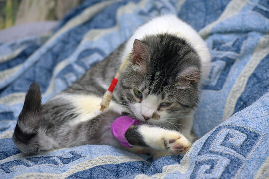 a sick cat undergoing treatment. The animal has a stoma on its neck and an intravenous catheter on its paw, secured with a bright purple bandage.  
